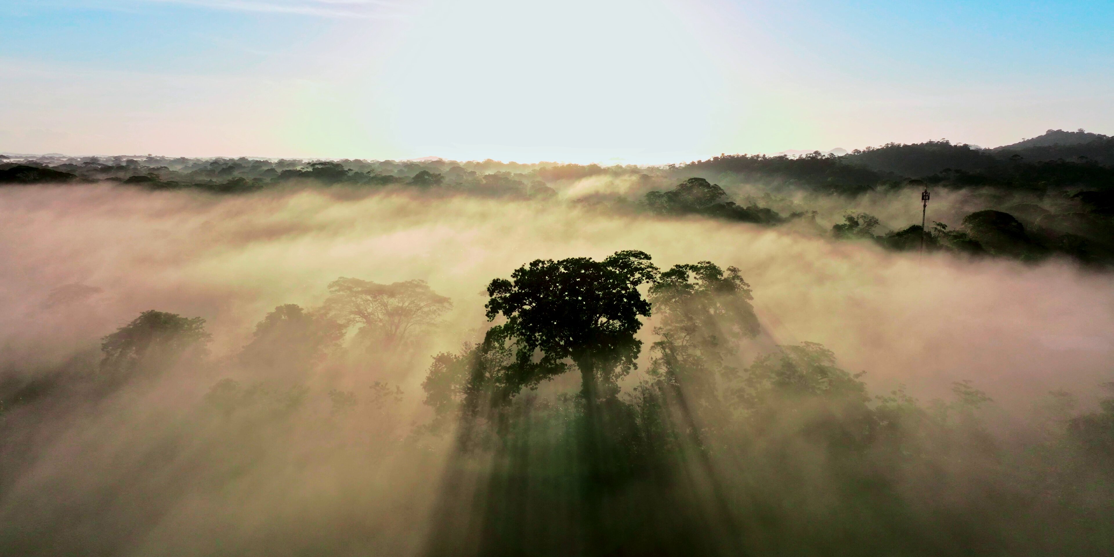 Floresta amazônica ao amanhecer